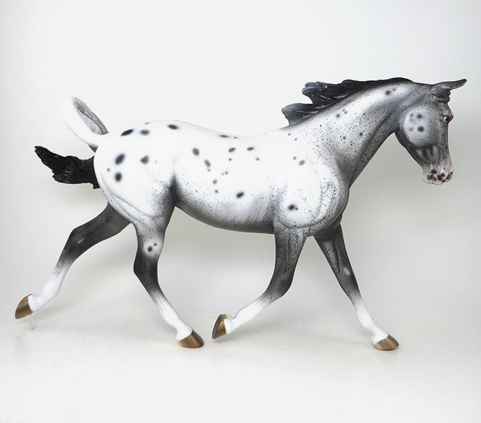 one of a kind appaloosa