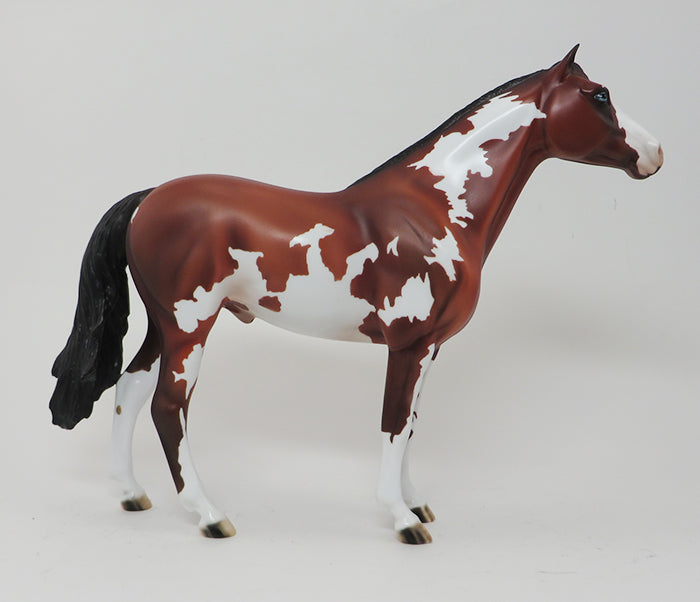 CINCH - OOAK SPANISH MUSTANG APPALOOSA - 10/7