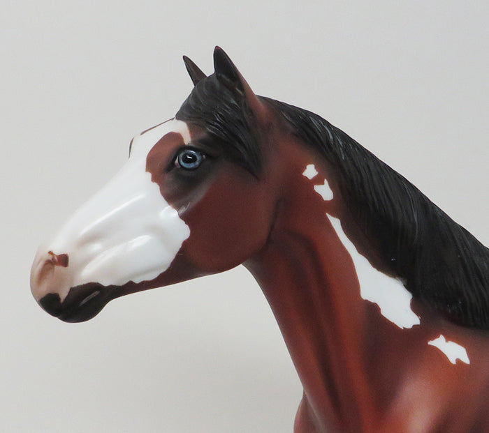 CINCH - OOAK SPANISH MUSTANG APPALOOSA - 10/7
