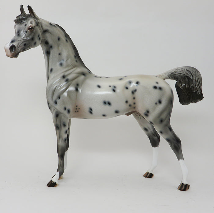DONATELLO - OOAK APPALOOSA ARABIAN - 10/2