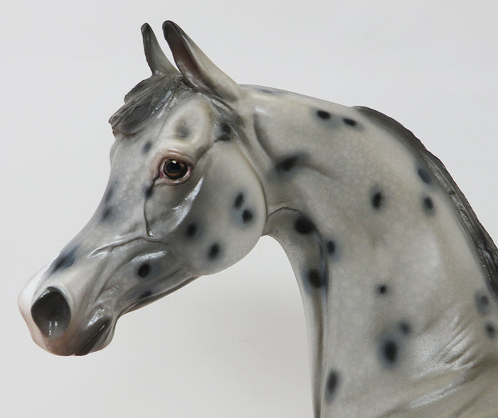 DONATELLO - OOAK APPALOOSA ARABIAN - 10/2