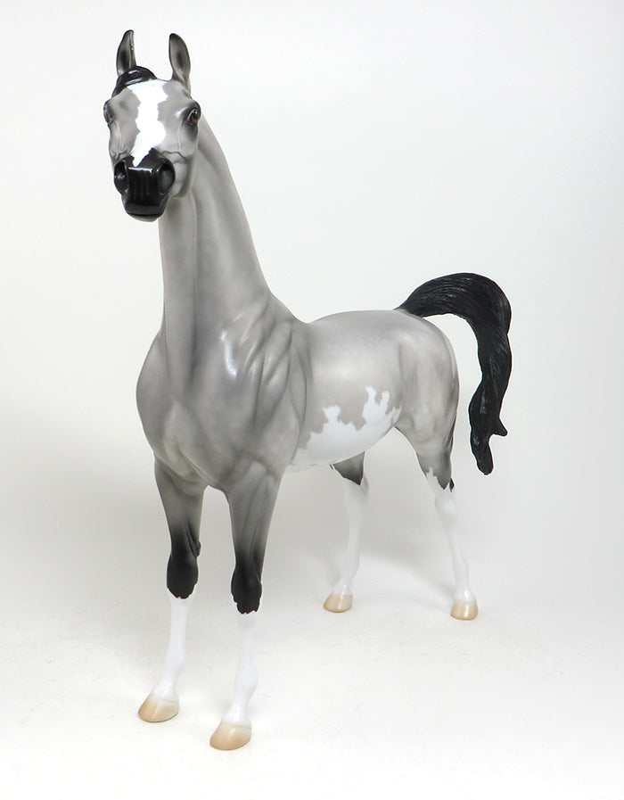 GREY PINTO ARABIAN