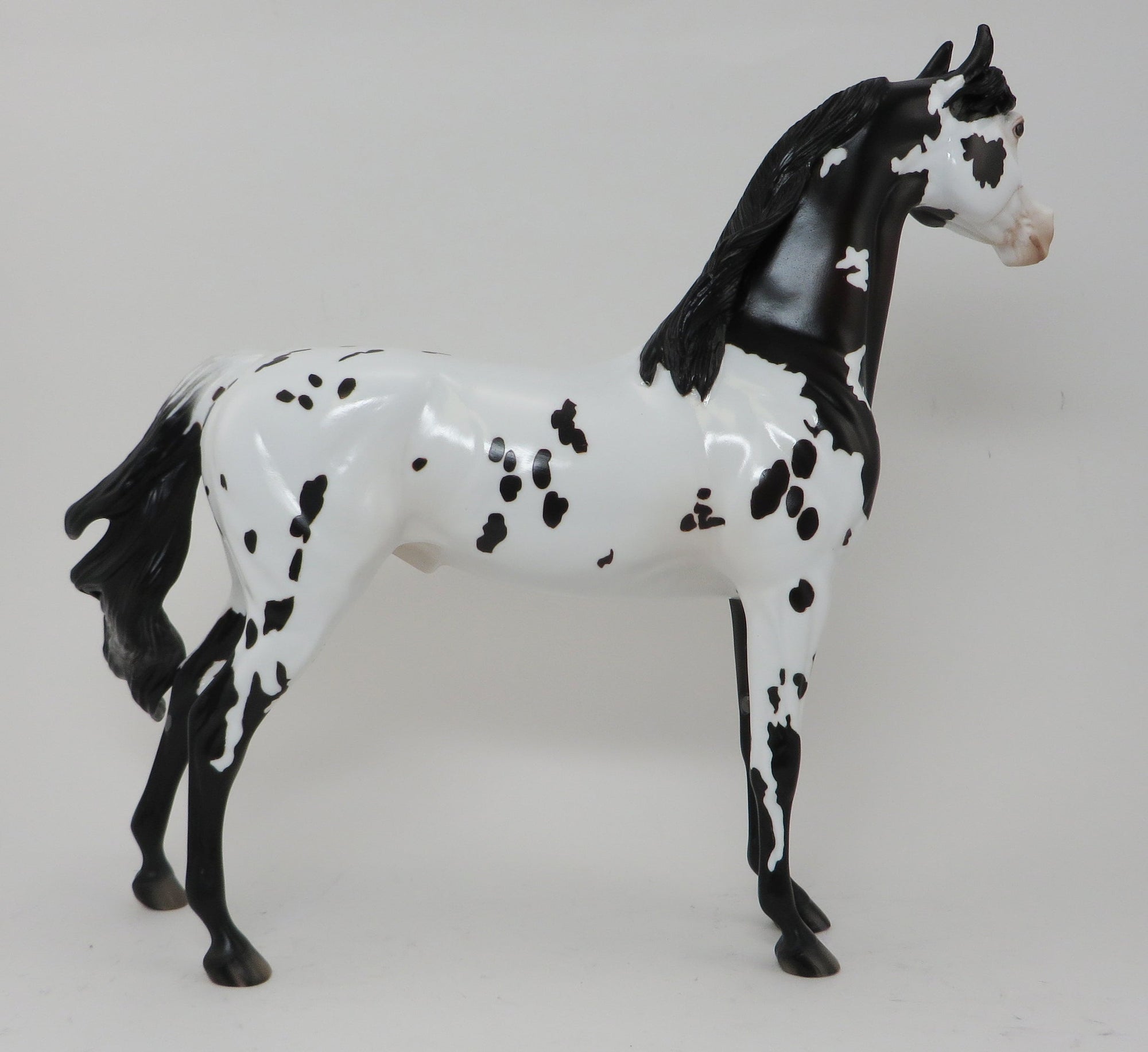 PROMETHEUS - OOAK APPALOOSA ARABIAN - 10/2