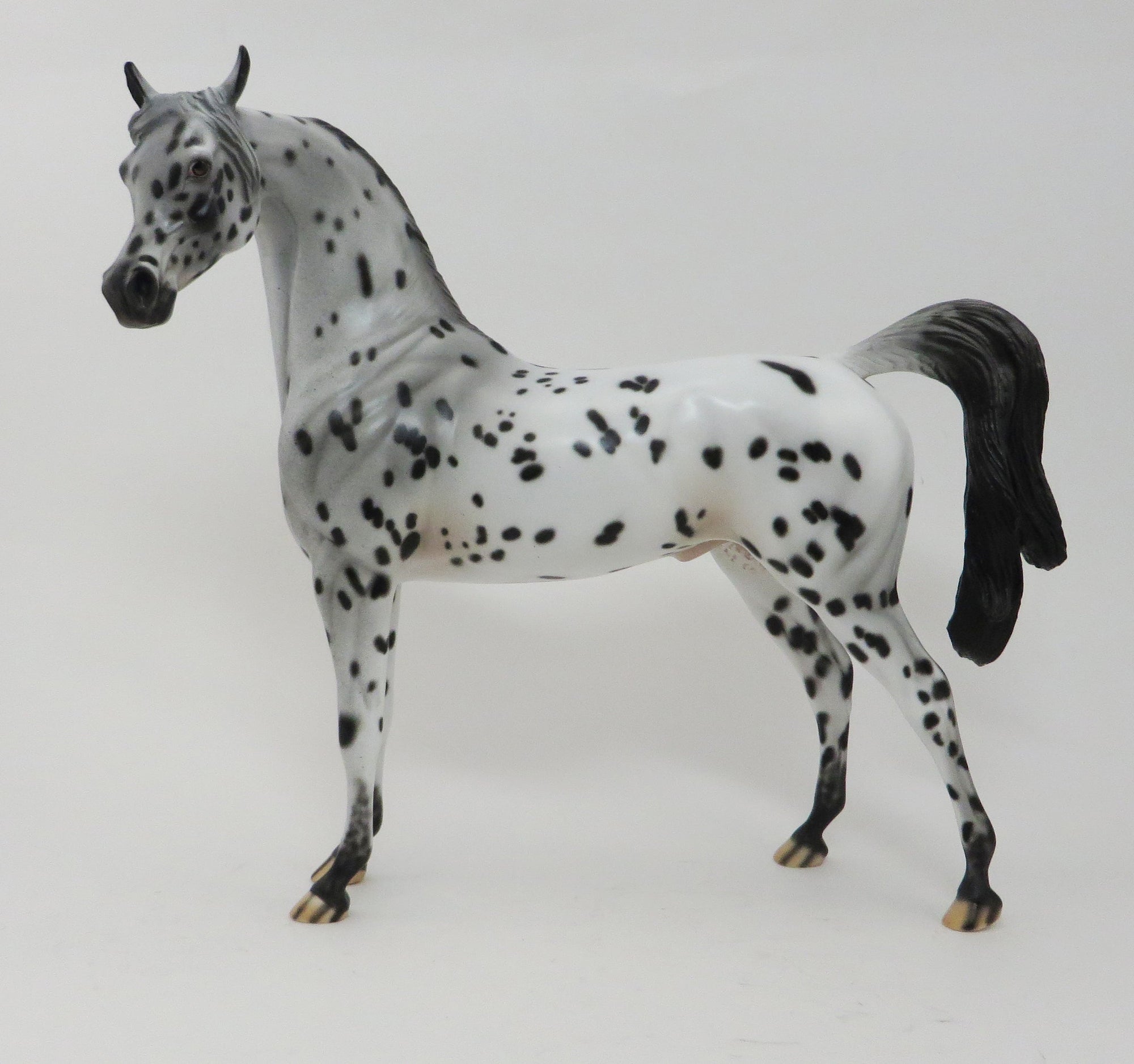 SPOTICUS - OOAK LEOPARD APPALOOSA ARABIAN - 10/1