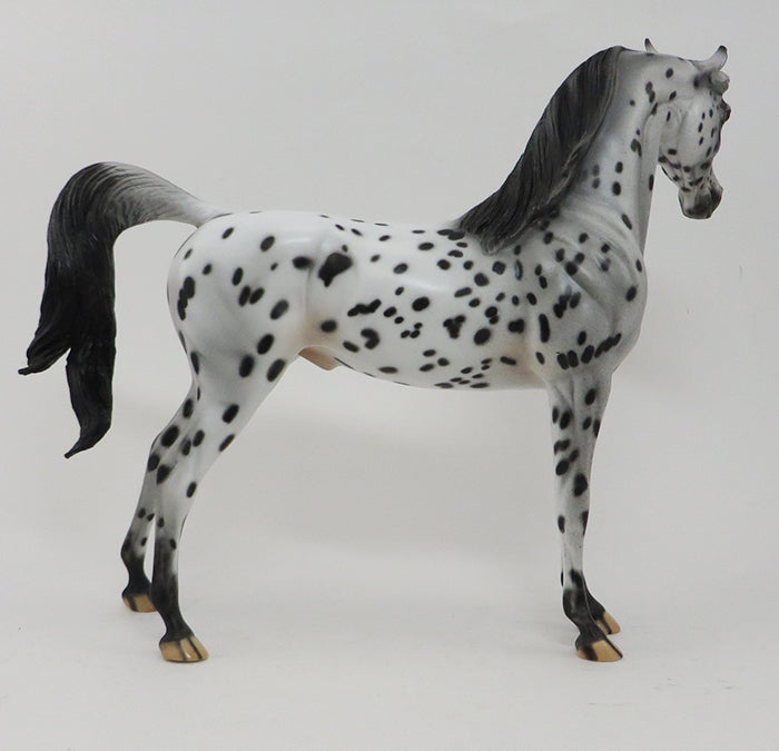 SPOTICUS - OOAK LEOPARD APPALOOSA ARABIAN - 10/1