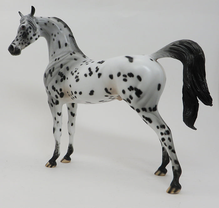 SPOTICUS - OOAK LEOPARD APPALOOSA ARABIAN - 10/1