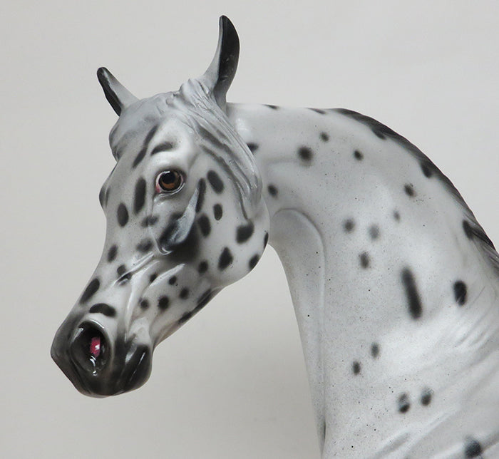 SPOTICUS - OOAK LEOPARD APPALOOSA ARABIAN - 10/1