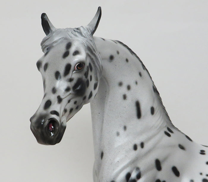 SPOTICUS - OOAK LEOPARD APPALOOSA ARABIAN - 10/1