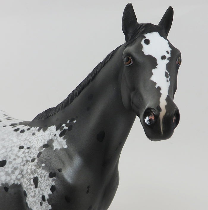 SPOTS BEFORE MY EYES-BLACK APPALOOSA-ISH-OOAK 10/1