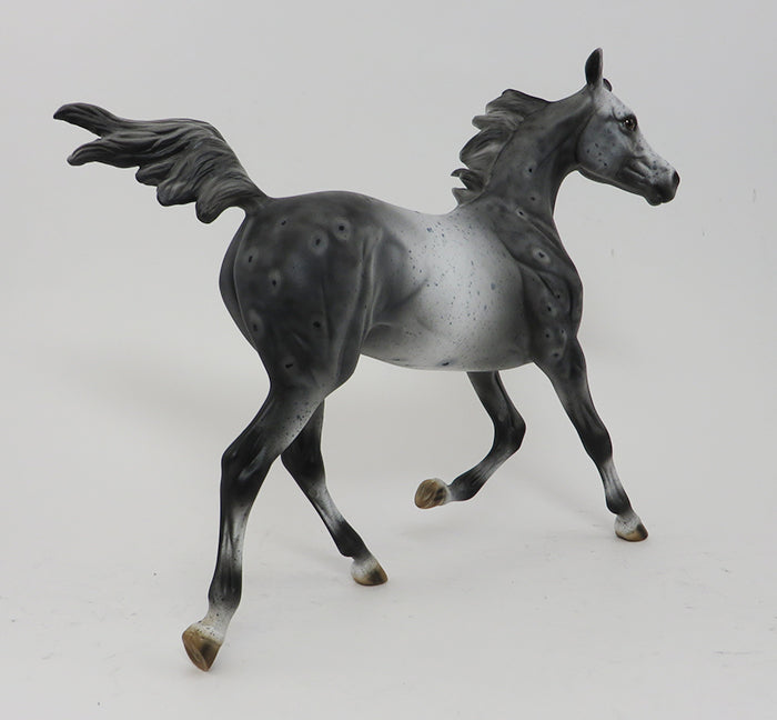 LAST DANCE- APPALOOSA- YEARLING-10/2