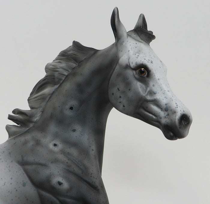 LAST DANCE- APPALOOSA- YEARLING-10/2