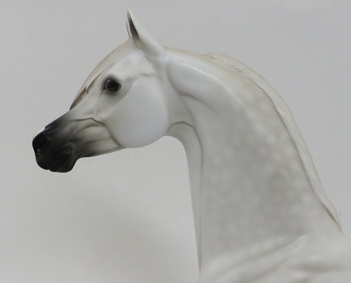 BEYONDER-WHITE- ARABIAN-OOAK 10/2