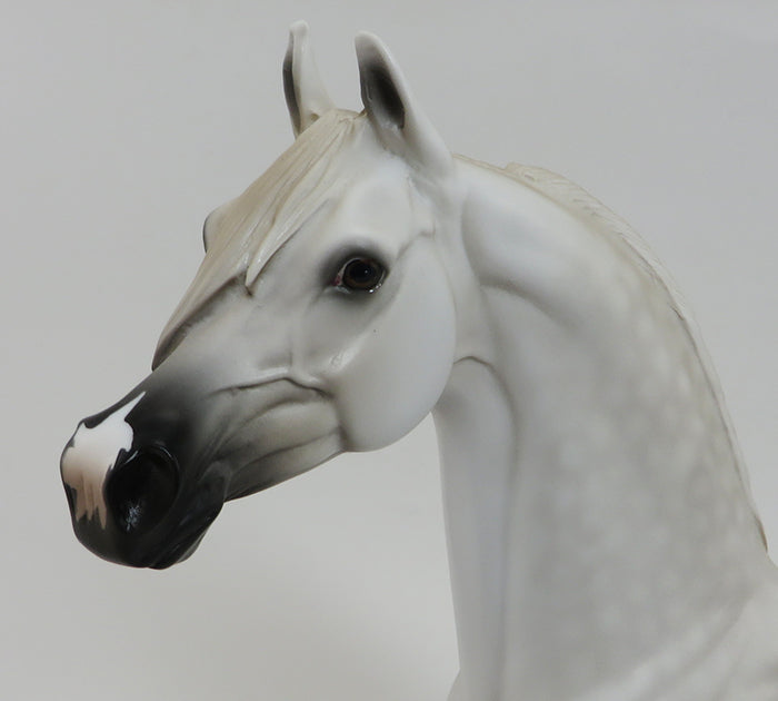 BEYONDER-WHITE- ARABIAN-OOAK 10/2