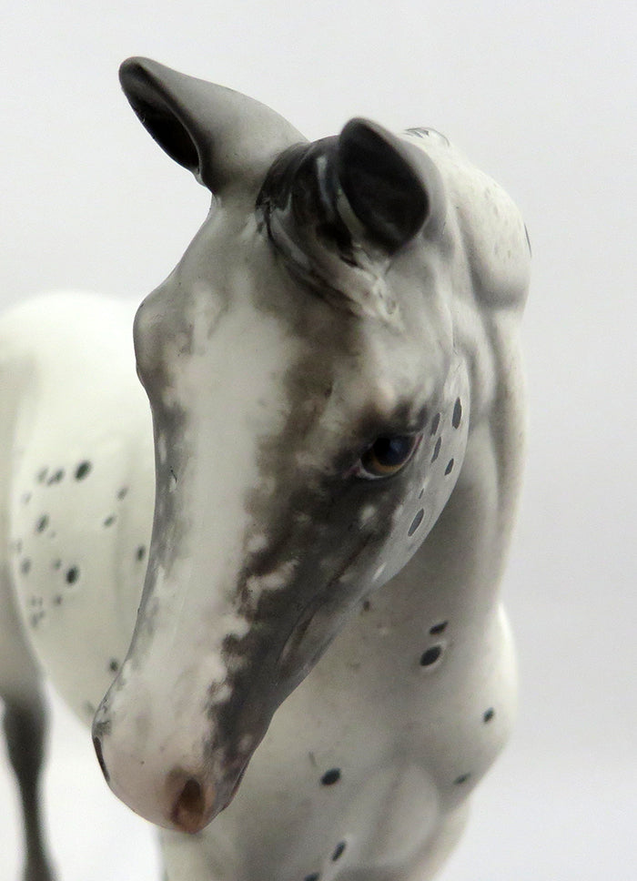 appaloosa