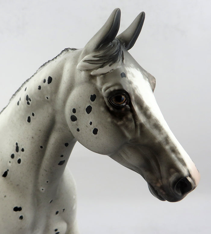 Appaloosa