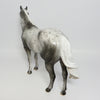 Appaloosa