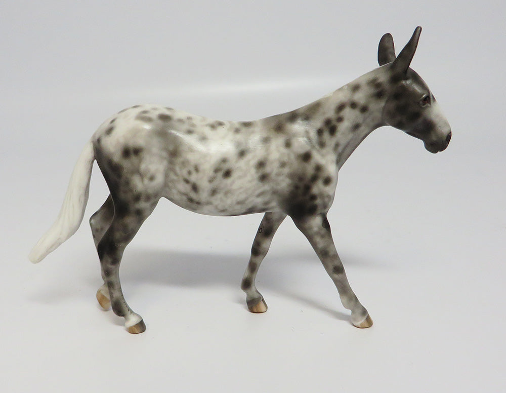 APPALOOSA