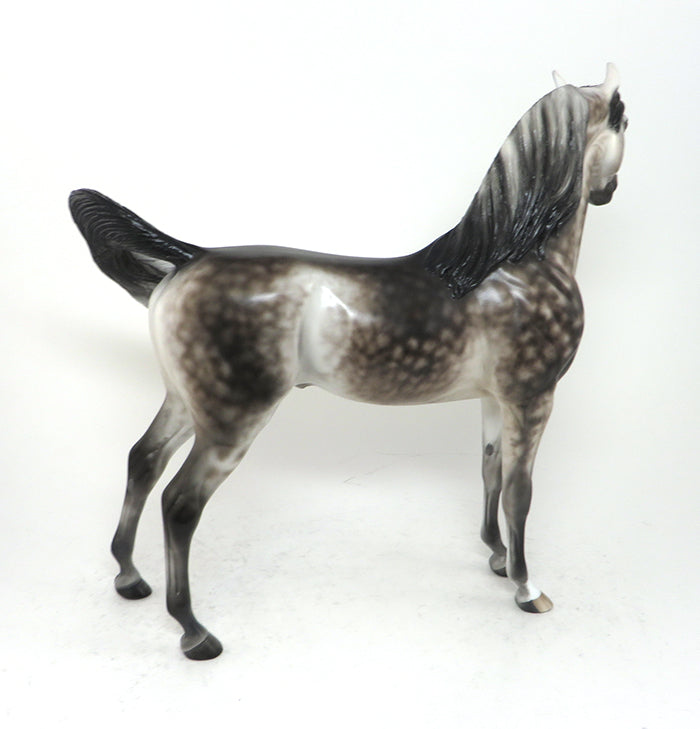 Dapple Grey Arabian