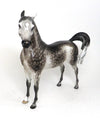 Custom Arabian