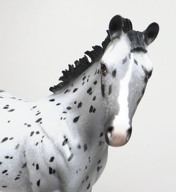 APPALOOSA
