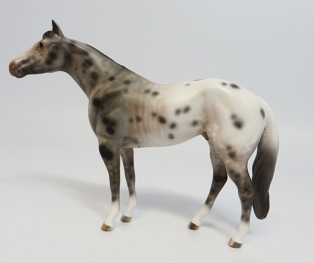 APPALOOSA