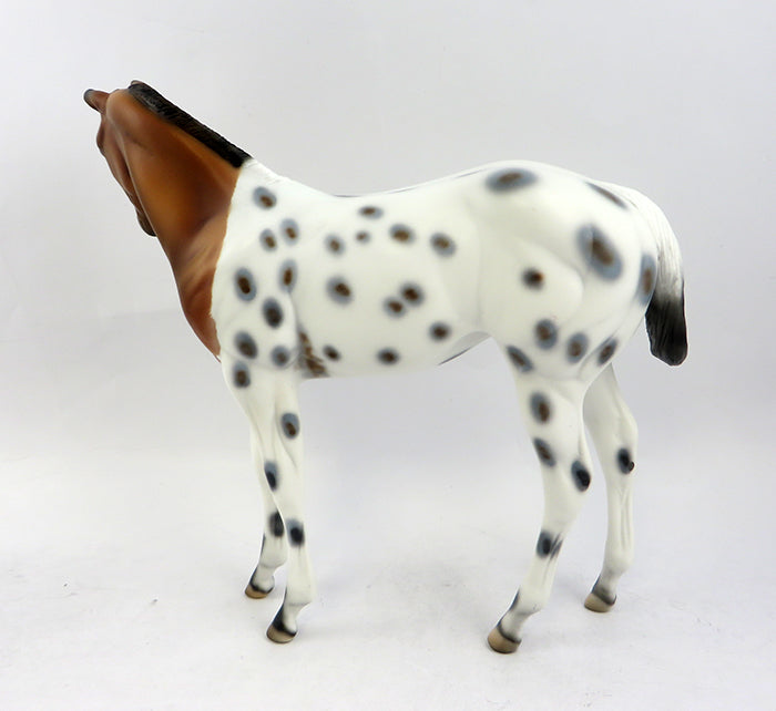 appaloosa