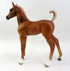 Foal