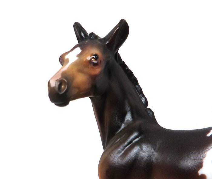 TICKLE ME PICKLES-BAY APPALOOSA-FOAL-CHIPS- LE-5 10/7