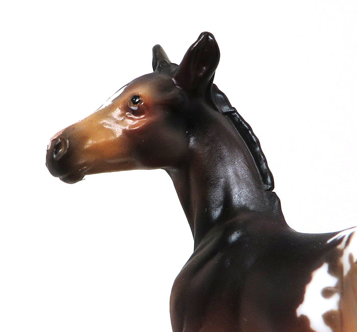 TICKLE ME PICKLES-BAY APPALOOSA-FOAL-CHIPS- LE-5 10/7