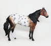 bay appaloosa ish wildtime