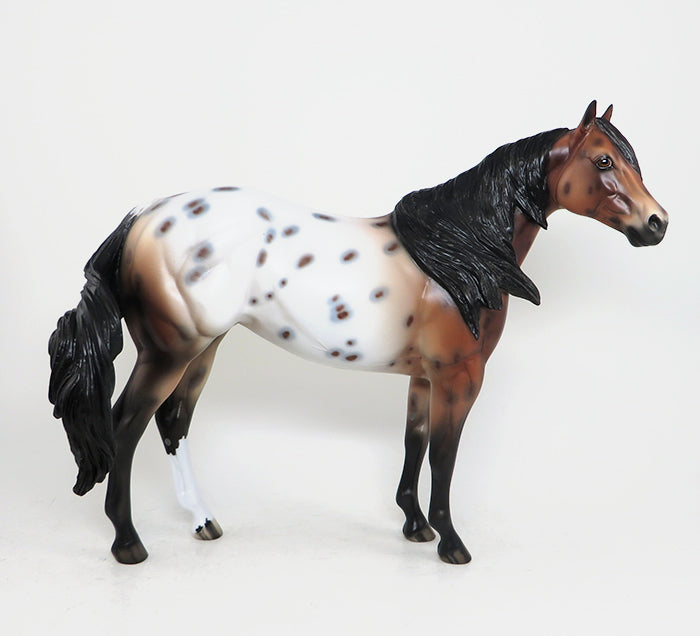 bay appaloosa ish wildtime