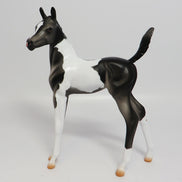 APPALACIA~LE-5 BLACK AND WHITE PAINT FOAL EQ 17
