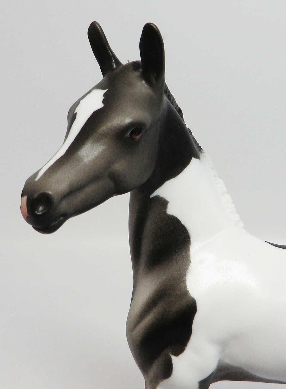APPALACIA~LE-5 BLACK AND WHITE PAINT FOAL EQ 17