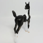 APPALACIA~LE-5 BLACK AND WHITE PAINT FOAL EQ 17