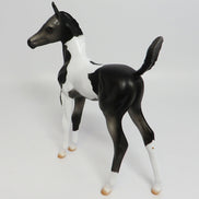 APPALACIA~LE-5 BLACK AND WHITE PAINT FOAL EQ 17
