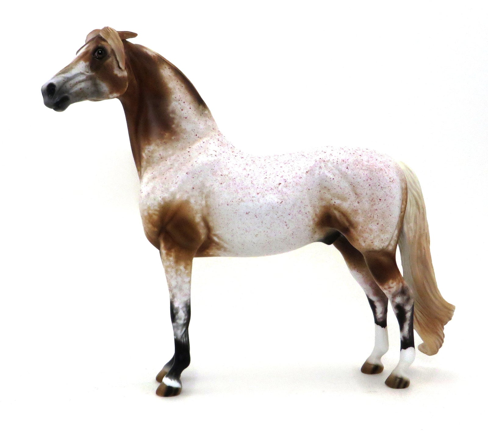 MR. FANTASTIC- ROAN APPALOOSA MORGAN-OOAK 10/7