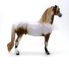 MR. FANTASTIC- ROAN APPALOOSA MORGAN-OOAK 10/7