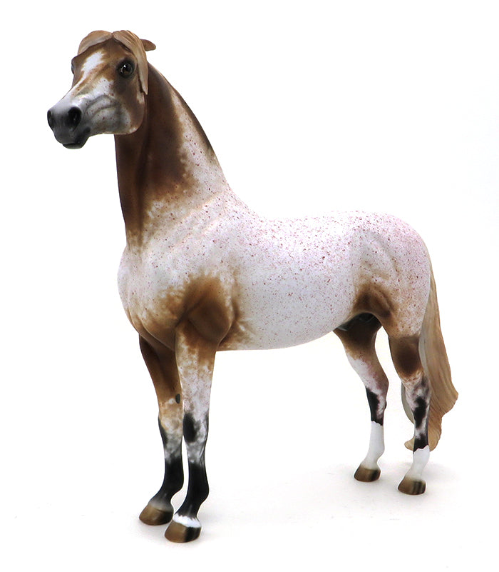 MR. FANTASTIC- ROAN APPALOOSA MORGAN-OOAK 10/7