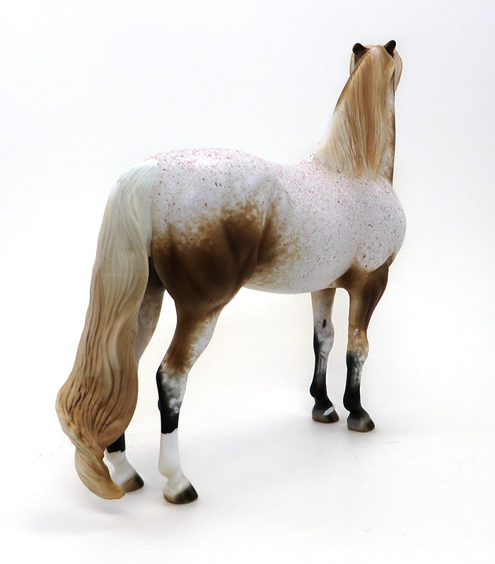 MR. FANTASTIC- ROAN APPALOOSA MORGAN-OOAK 10/7