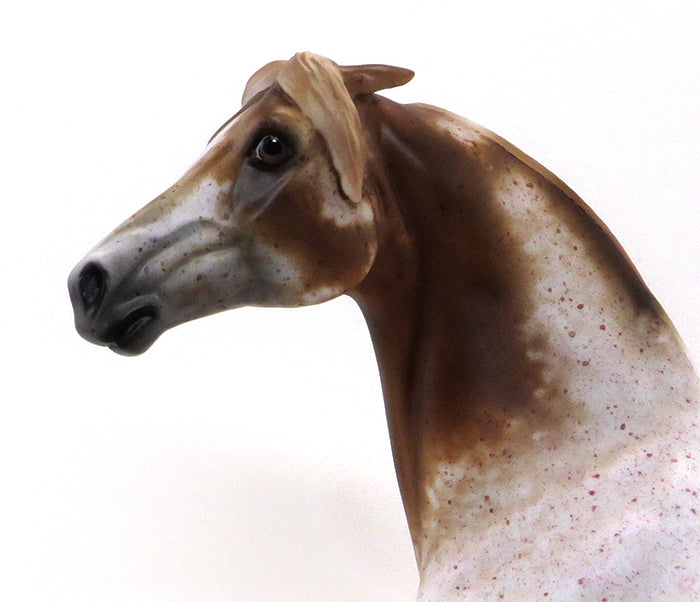 MR. FANTASTIC- ROAN APPALOOSA MORGAN-OOAK 10/7