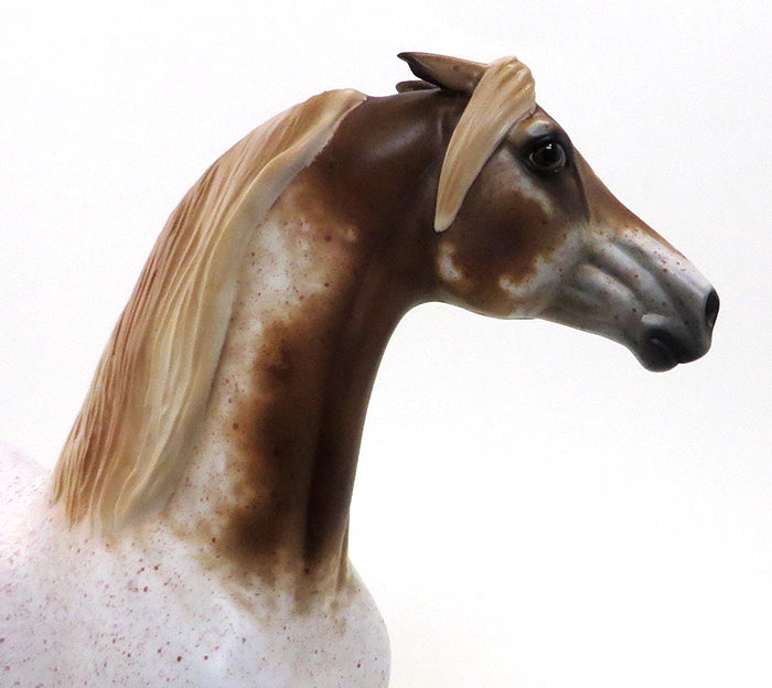MR. FANTASTIC- ROAN APPALOOSA MORGAN-OOAK 10/7
