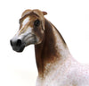 MR. FANTASTIC- ROAN APPALOOSA MORGAN-OOAK 10/7