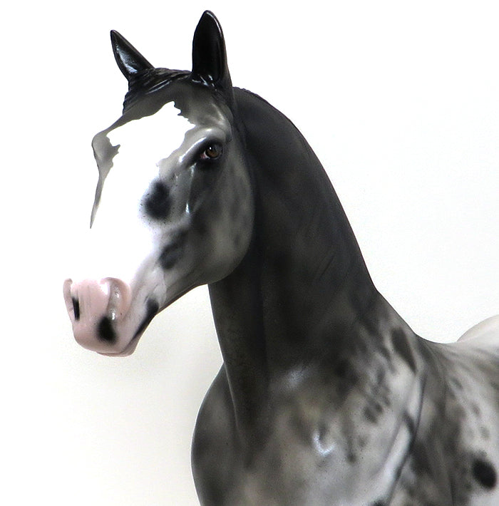AXEL-APPALOOSA STANDING DRAFTER-OOAK 10/8