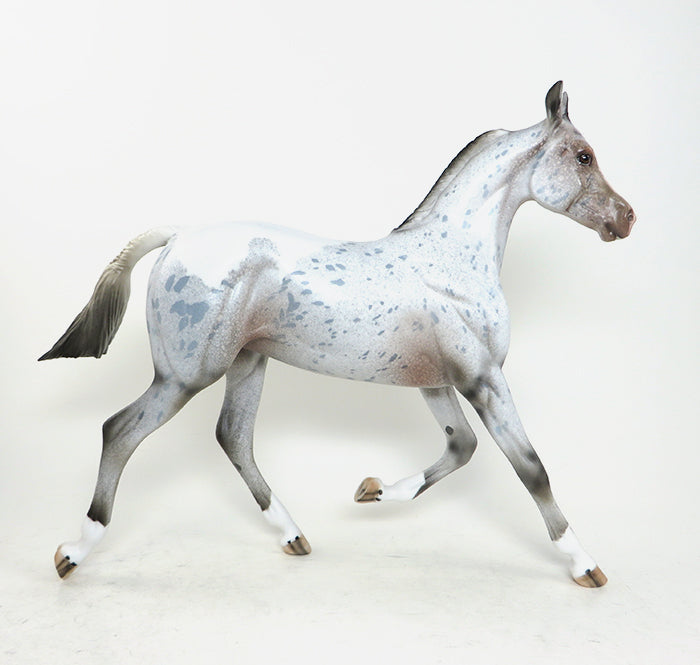 appaloosa yearling 