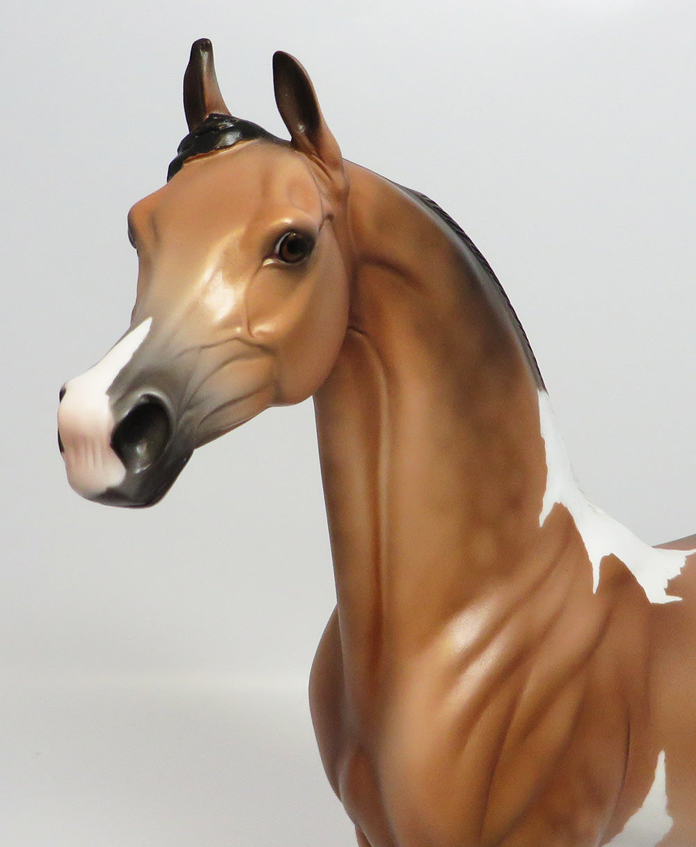 TAHOE-LE.5 DAPPLE PINTO BUCKSKIN ARABIAN MODEL HORSE EQ 2017