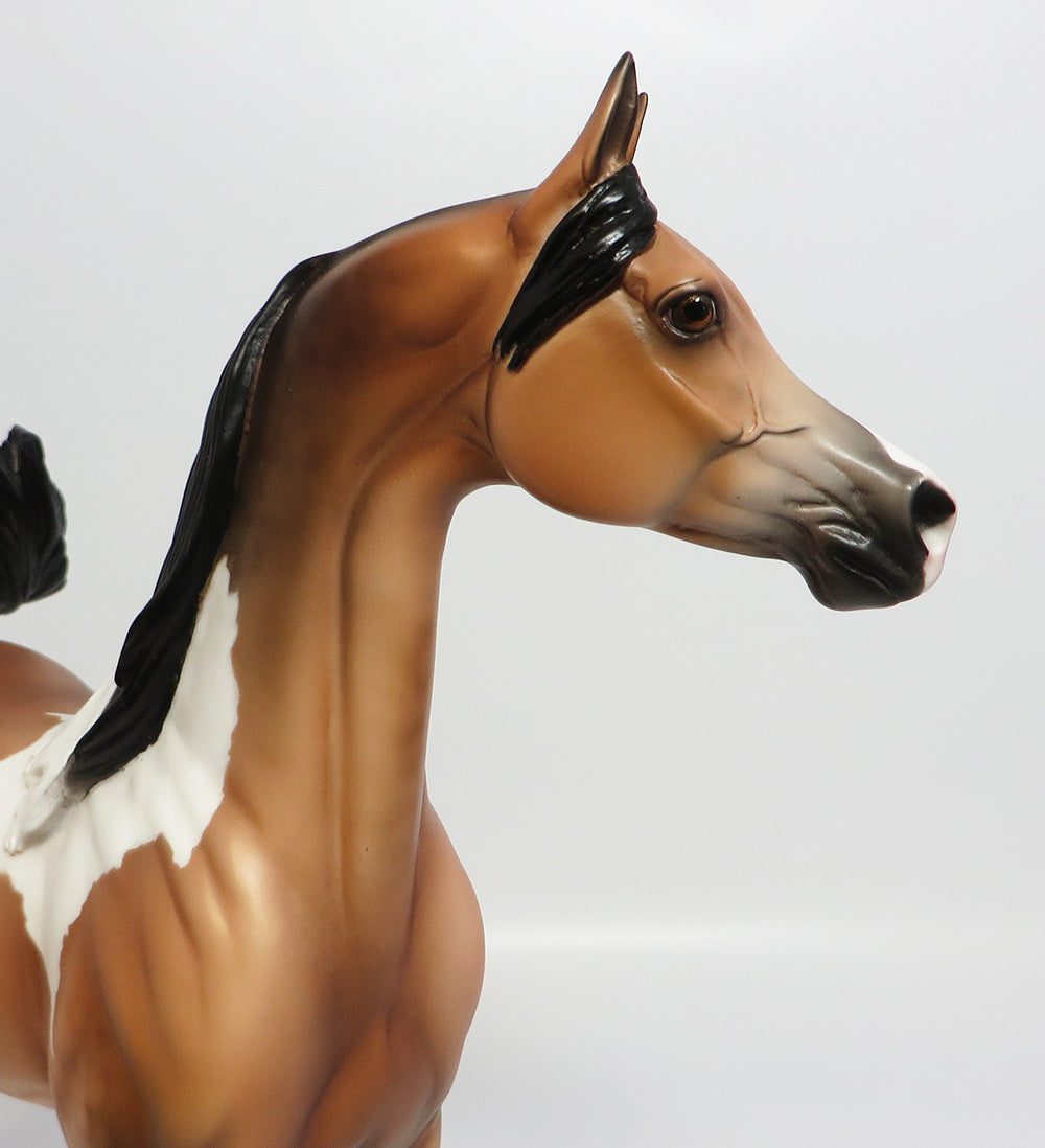 TAHOE-LE.5 DAPPLE PINTO BUCKSKIN ARABIAN MODEL HORSE EQ 2017