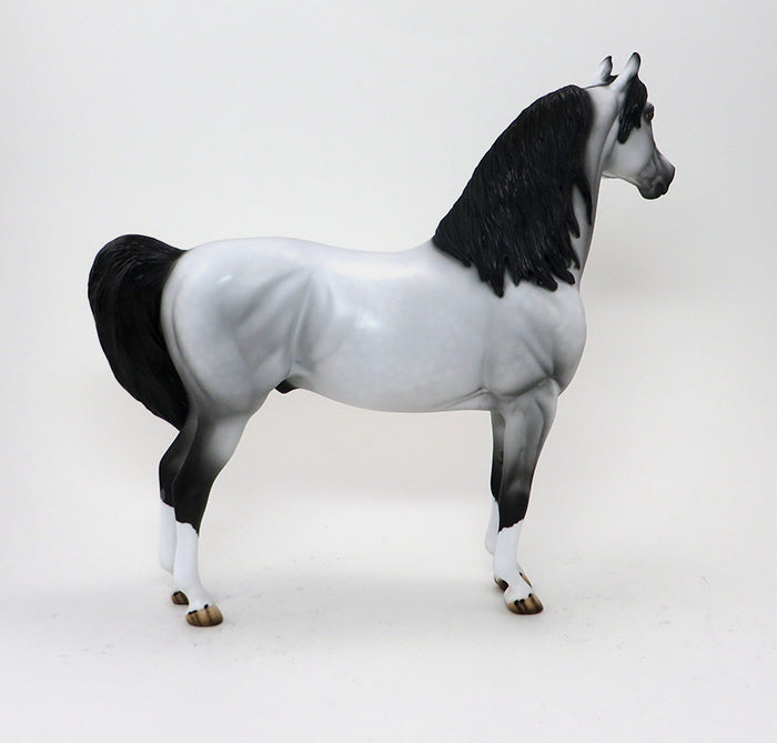 CAPTAIN-LIGHT DAPPLE GREY MORGAN-OOAK 10/7