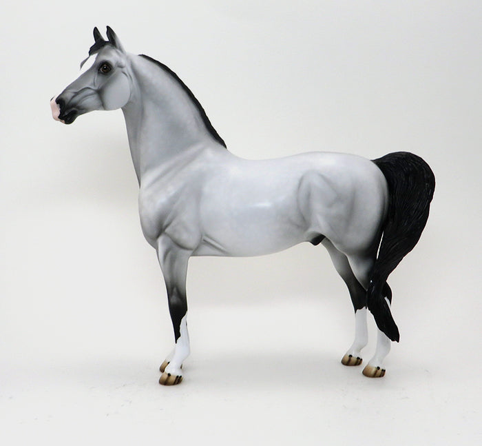 CAPTAIN-LIGHT DAPPLE GREY MORGAN-OOAK 10/7