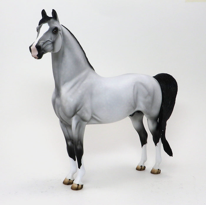 CAPTAIN-LIGHT DAPPLE GREY MORGAN-OOAK 10/7