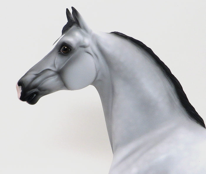 CAPTAIN-LIGHT DAPPLE GREY MORGAN-OOAK 10/7